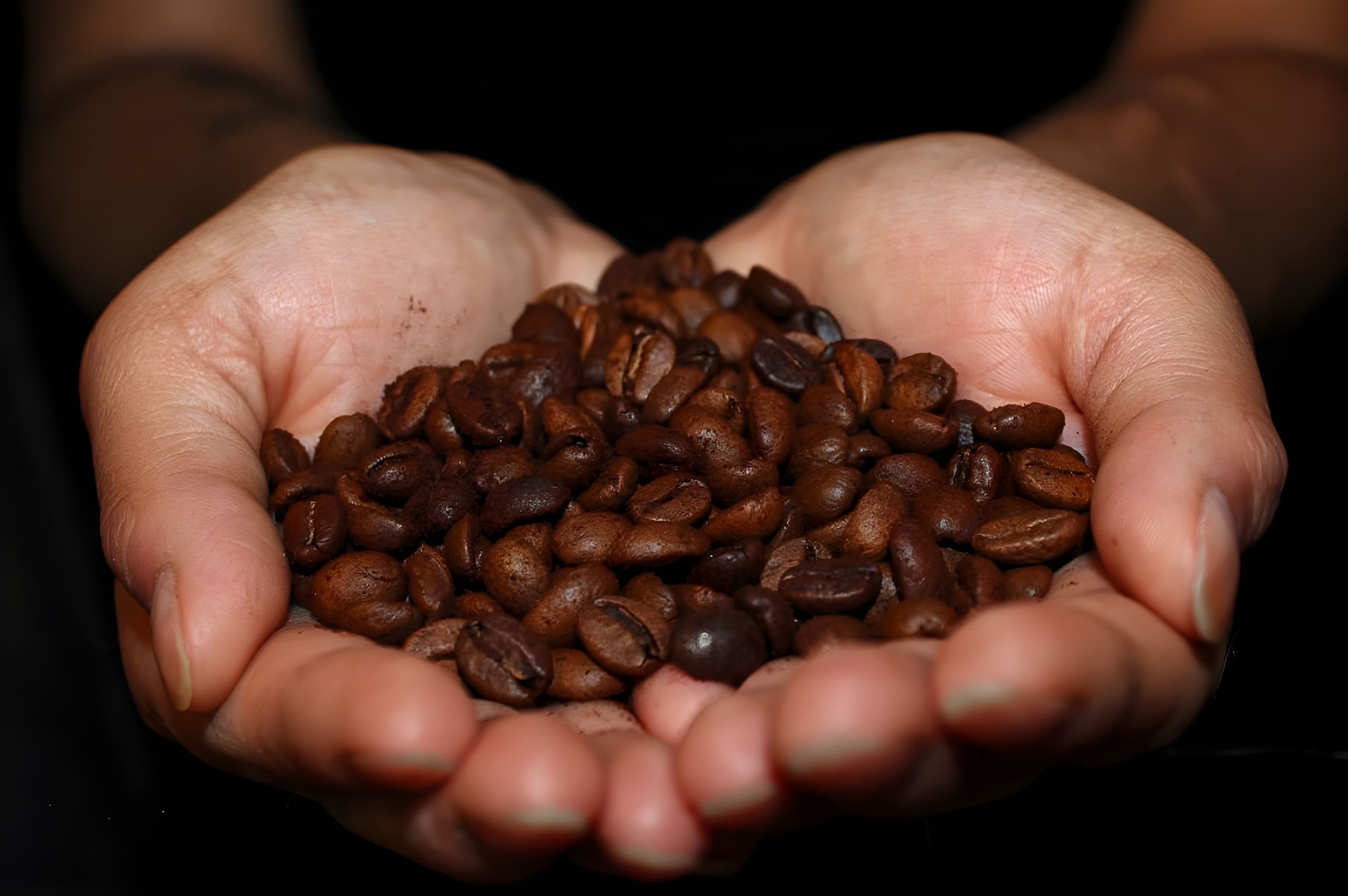 Two hands cradling freshly roasted Aconchego coffee beans